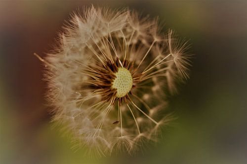 Uitgebloeide paardenbloem