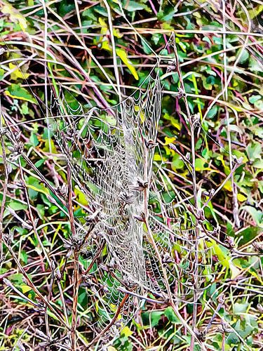 Etude Cobweb 1