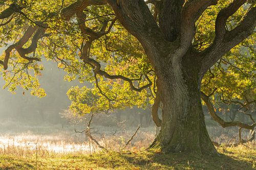 tree in the morning light