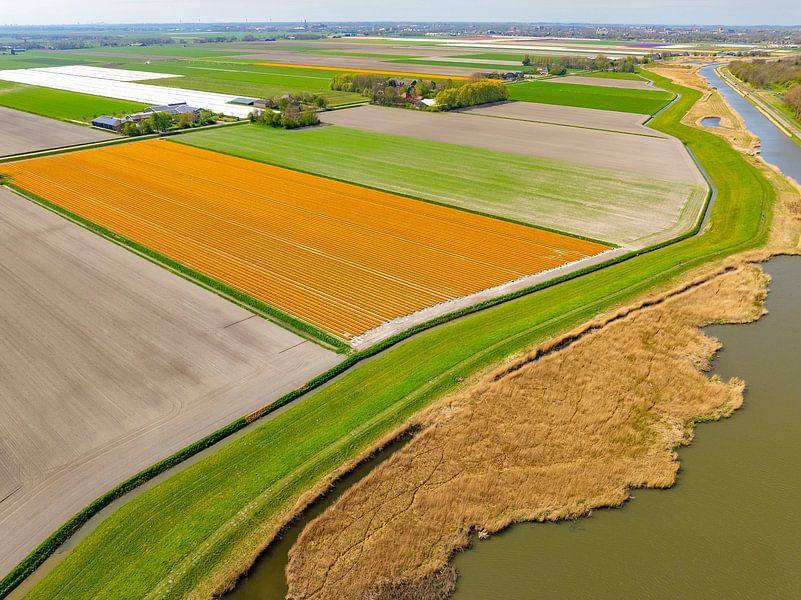 Tulips blossoming in a field in Holland by Sjoerd van der Wal Photography