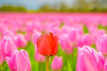 Tulpen in bloei in een veld tijdens de lente