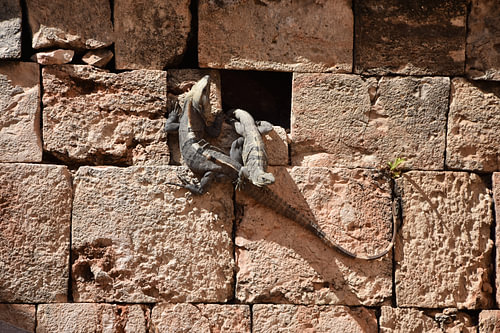 Leguane in der Maya-Stätte Uxmal