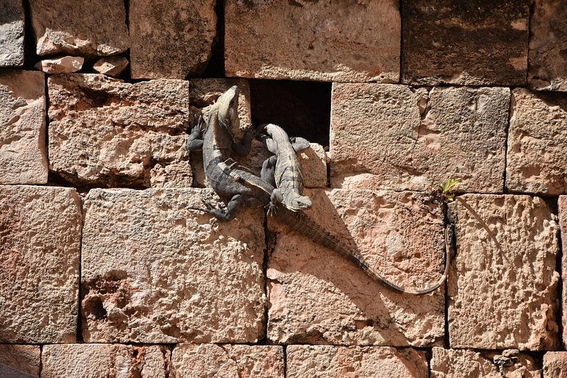 Iguanes sur le site maya d'Uxmal par Daisy Gubbels
