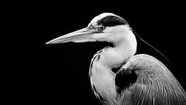 Dans la boucle sur Jan van der Knaap