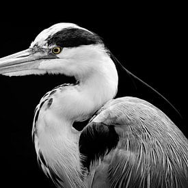 In de smiezen van Jan van der Knaap