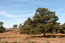 Veluwezoom National Park Gelderland von Richard Wareham
