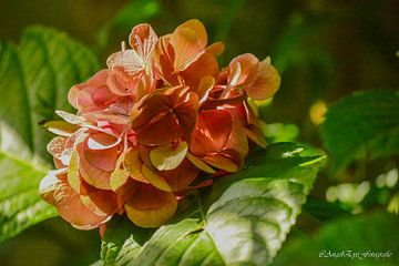 Hortensia in de herfst van Art By AngelEye