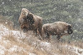 Europäischer Bison im Schnee