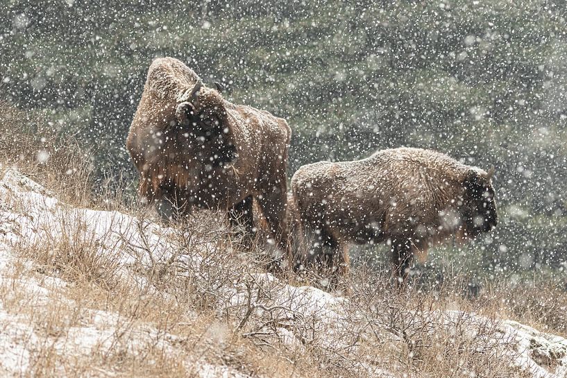 Wisent in de sneeuw van Niels Hamelynck