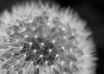 Dandelion Closeup | Picture | Black & White by Yvonne Warmerdam