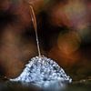 Fluff with water droplets by Bert Nijholt
