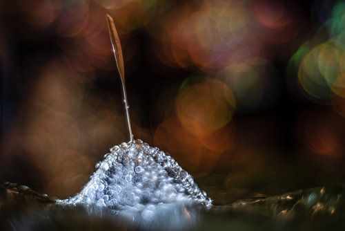 Pluis met waterdruppels