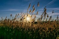 Rietpluimen bij zonsondergang