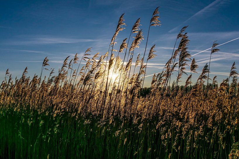 Rietpluimen bij zonsondergang van Jurjen Jan Snikkenburg