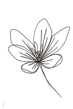 Crocus, digitale lijntekening, one-line drawing