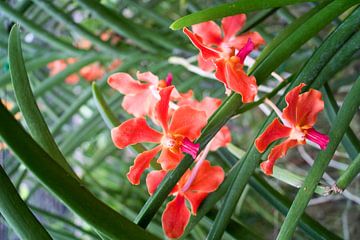 Dwarf orchid in red by Babetts Bildergalerie