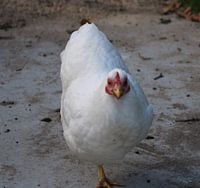 Witte Kip in het Bospark van Alphen