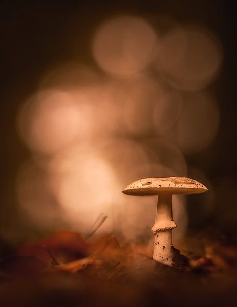 Champignon par Karel Ton