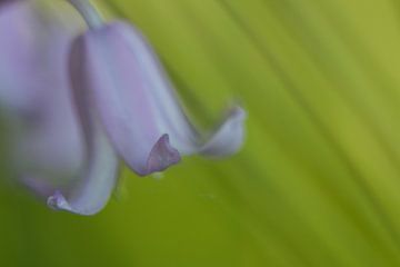Wilde hyacinth van Esther Ehren