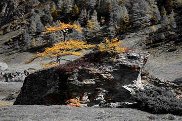 Herbst in den Alpen, die Lärchen verfärben sich gelb von Christian Peters