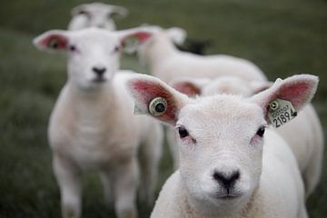 Twee schapen zien meer dan één van Ilona Guley