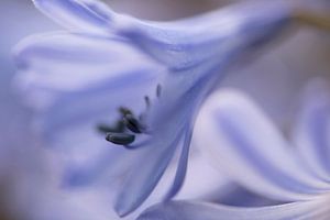 Agapanthus