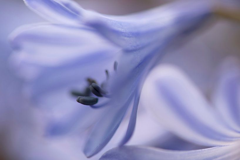 Agapanthus par Barbara Brolsma