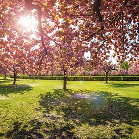 Cherry Blossom Park Panorama van Frank Herrmann