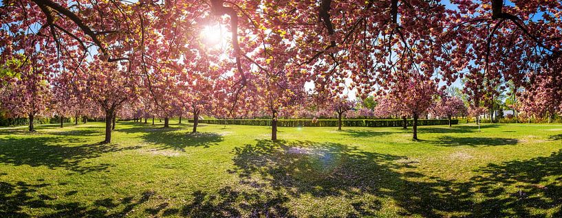 Cherry Blossom Park Panorama van Frank Herrmann