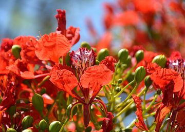 Rode bloemen in de zon van Alex Neumayer