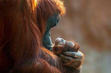 Orang Oetan moeder en baby van Mario Plechaty Photography