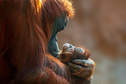 Mère orang-outan et bébé