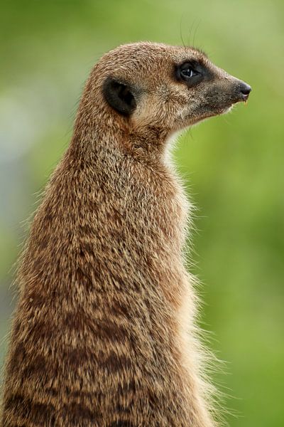 Meerkat standing by Thomas Marx
