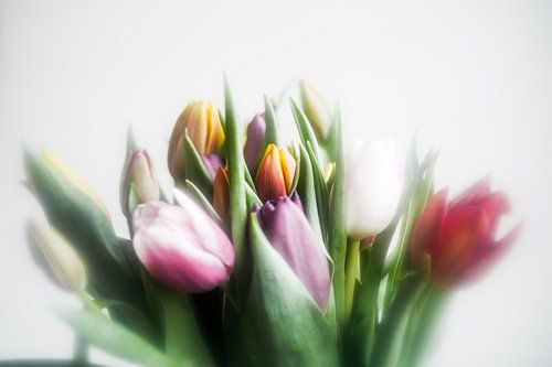 Tulpen