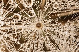 Structuur uit de natuur van Marjolijn van den Berg