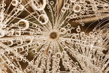 Structure from nature