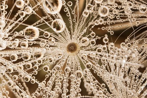 Structuur uit de natuur