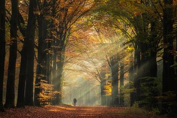 Wandelen door de zonnestralen