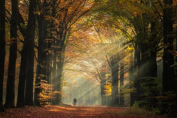 Walking through the sun's rays