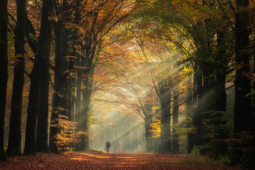 Wandelen door de zonnestralen