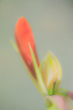 Weiche Blume von Mario de Lijser