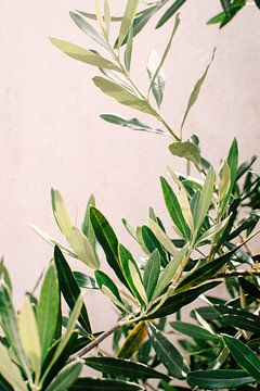 Zweige des Olivenbaums in der Sonne