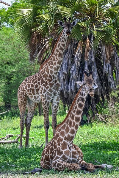 Giraffes relax by Amanda Romijn