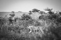 Löwe / Afrikanische Landschaft / Schwarz-Weiss / Naturfotografie / Uganda von Jikke Patist Miniaturansicht