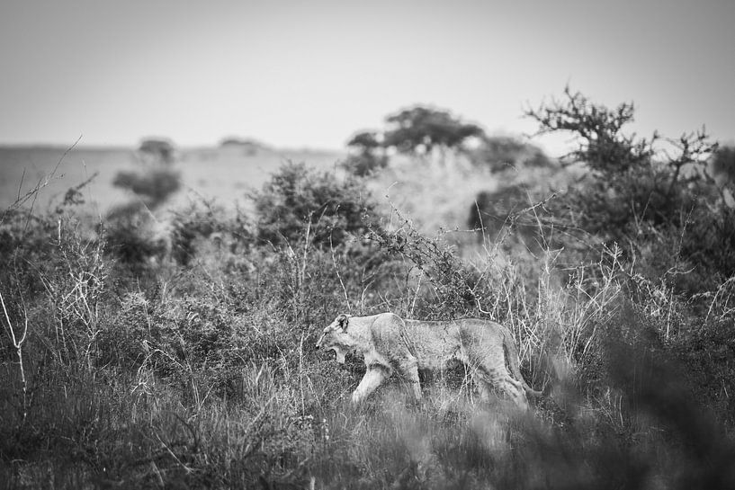 Löwe / Afrikanische Landschaft / Schwarz-Weiss / Naturfotografie / Uganda von Jikke Patist