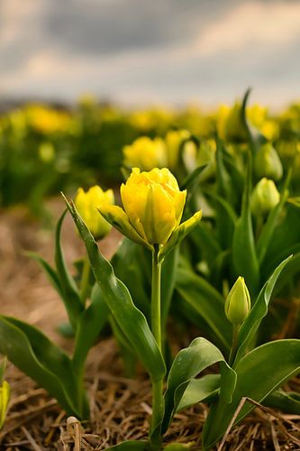 Zonnende gele Tulp