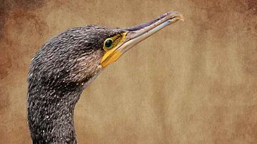 Portrait d'un cormoran sur Fotografie Jeronimo