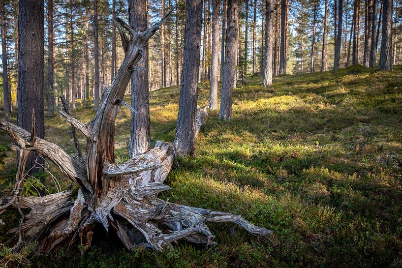 The dead tree. by Marco Lodder