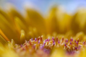 Gerbera (macro-foto) van Eddy Westdijk