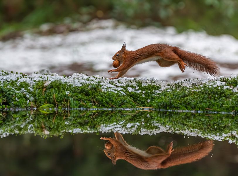 Squirrel in the snow by Lies Bakker